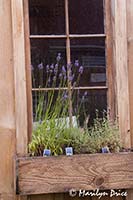 Window with lavender, Purple Haze Lavender Farm, Sequim, WA