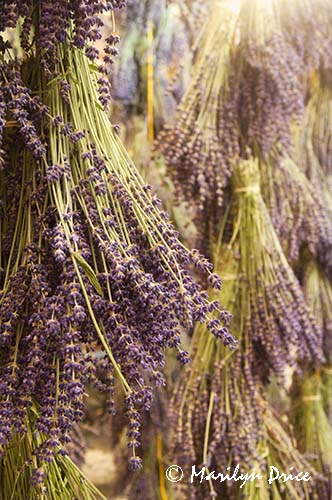 Lavender hanging to dry, Purple Haze Lavender Farm, Sequim, WA