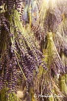 Lavender hanging to dry, Purple Haze Lavender Farm, Sequim, WA