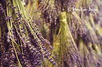 Lavender hanging to dry, Purple Haze Lavender Farm, Sequim, WA