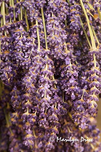 Lavender hanging to dry, Purple Haze Lavender Farm, Sequim, WA