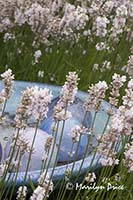 Lavender and a birdbath with glass balls, Jardin du Soliel, Sequim, WA