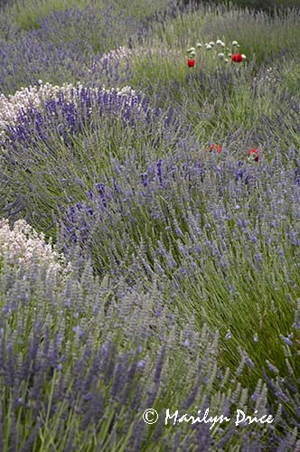 Poppies and lavender, Jardin du Soliel, Sequim, WA