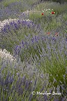 Lavender fields, Jardin du Soliel, Sequim, WA