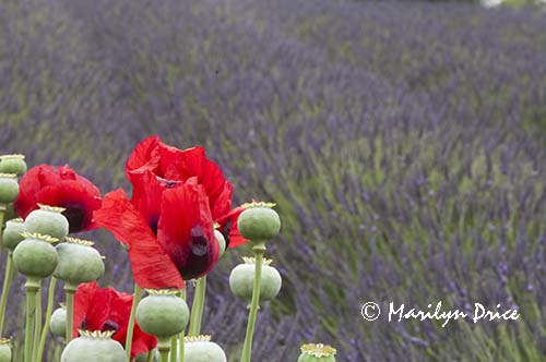Poppies and lavender, Jardin du Soliel, Sequim, WA