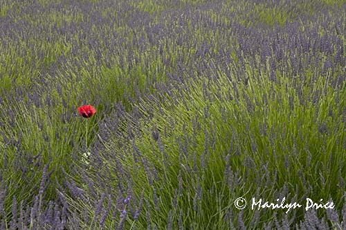 Solitary poppy in a lavender field, Jardin du Soliel, Sequim, WA