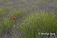 Solitary poppy in a lavender field, Jardin du Soliel, Sequim, WA