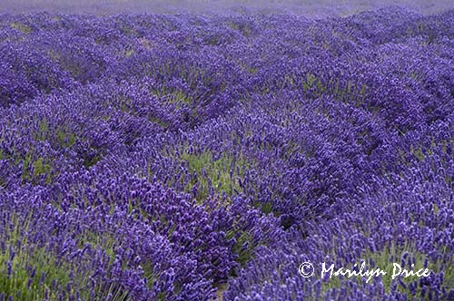 Lavender fields, Jardin du Soliel, Sequim, WA