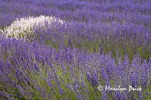 Lavender fields, Jardin du Soliel, Sequim, WA