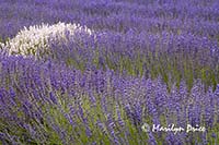 Lavender fields, Jardin du Soliel, Sequim, WA