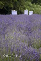 Lavender and bee boxes, Jardin du Soliel, Sequim, WA