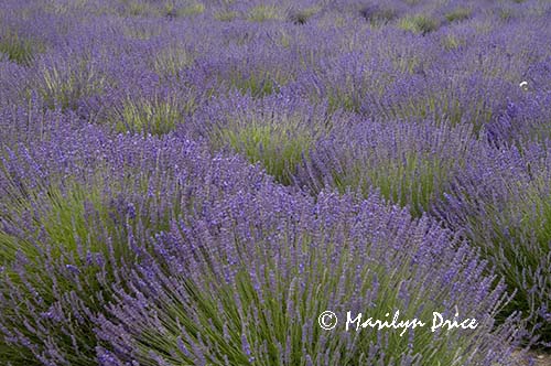 Lavender fields, Jardin du Soliel, Sequim, WA