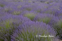 Lavender fields, Jardin du Soliel, Sequim, WA
