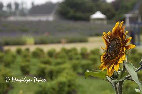 Sunflower and lavender fields, Jardin du Soliel, Sequim, WA