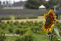 Sunflower and lavender fields, Jardin du Soliel, Sequim, WA