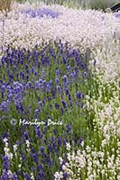 Lavender fields, Jardin du Soliel, Sequim, WA