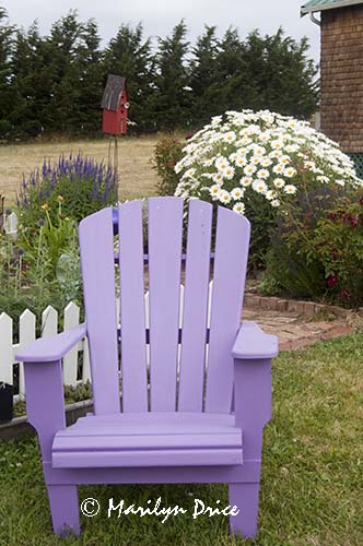 Adirondack chair with daisies, Olympic Lavender Farm, Sequim, WA
