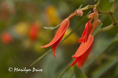 Red flower, Butchart Gardens, Victoria, BC