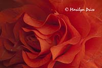 Tuberous begonia, Butchart Gardens, Victoria, BC