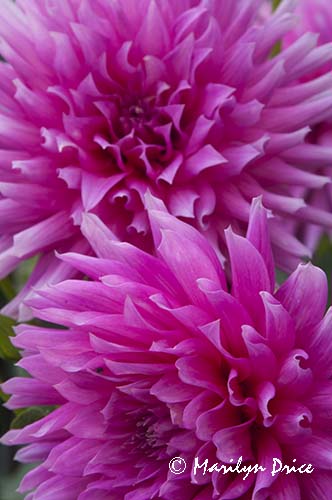 Dahlia, Butchart Gardens, Victoria, BC