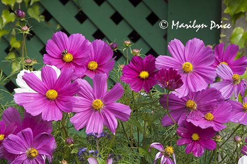 Cosmos, Butchart Gardens, Victoria, BC