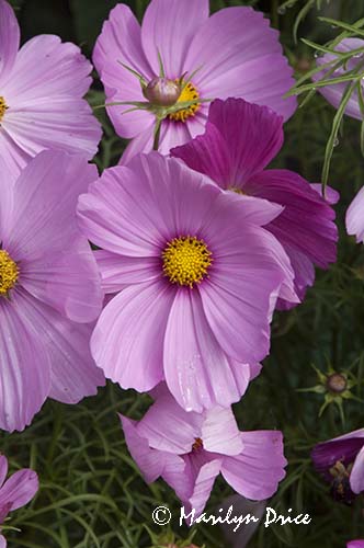Cosmos, Butchart Gardens, Victoria, BC