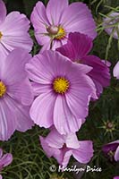 Cosmos, Butchart Gardens, Victoria, BC