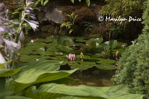 Waterlilies, Japanese Gardens, Butchart Gardens, Victoria, BC