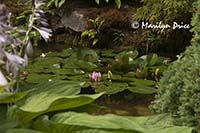 Waterlilies, Japanese Gardens, Butchart Gardens, Victoria, BC