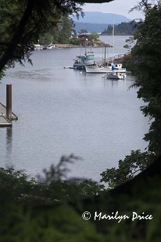 Boats moored in Butchart Cove, Butchart Gardens, Victoria, BC