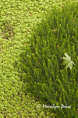 Patterns in moss, Japanese Garden, Butchart Gardens, Victoria, BC