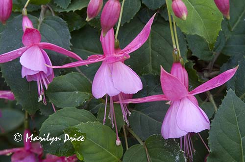 Fuchsia, Butchart Gardens, Victoria, BC