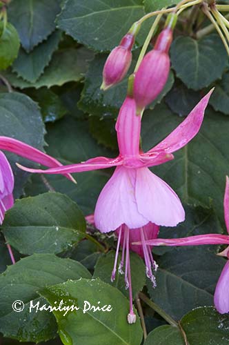 Fuchsia, Butchart Gardens, Victoria, BC
