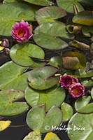 Waterlilies, Italian Gardens, Butchart Gardens, Victoria, BC