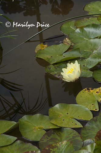 Waterlilies, Italian Gardens, Butchart Gardens, Victoria, BC