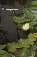Waterlilies, Italian Gardens, Butchart Gardens, Victoria, BC