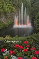 The Ross Fountain is lit at night, Butchart Gardens, Victoria, BC