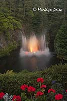 The Ross Fountain is lit at night, Butchart Gardens, Victoria, BC