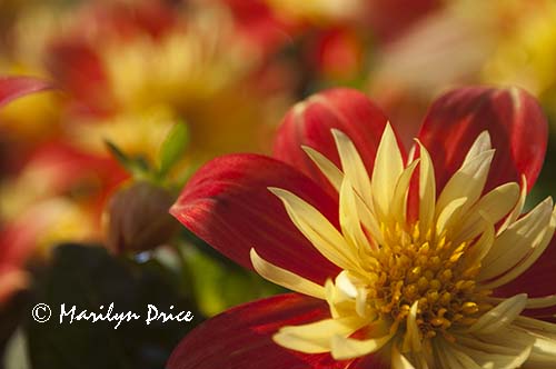 Dahlia, Butchart Gardens, Victoria, BC