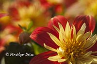 Dahlia, Butchart Gardens, Victoria, BC