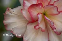 Begonia, Butchart Gardens, Victoria, BC