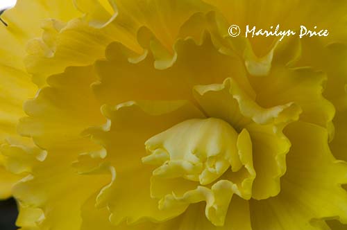 Begonia, Butchart Gardens, Victoria, BC