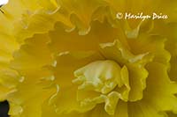 Begonia, Butchart Gardens, Victoria, BC