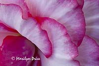 Begonia, Butchart Gardens, Victoria, BC