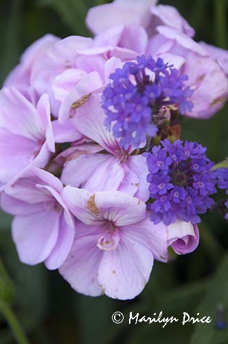 Geranium and purple flower, Butchart Gardens, Victoria, BC