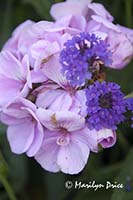 Geranium and purple flower, Butchart Gardens, Victoria, BC