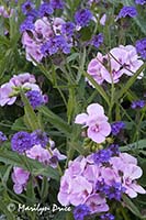 Geranium and purple flower, Butchart Gardens, Victoria, BC