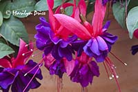 Double fuchsia, Hatley Castle, Victoria, BC