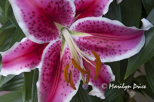 Lily, Italian Gardens, Hatley Castle, Victoria, BC