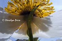 White poppy, Hatley Castle, Victoria, BC